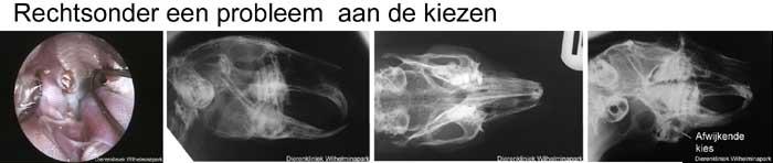 Er is een afwijkende kies rechtsonder